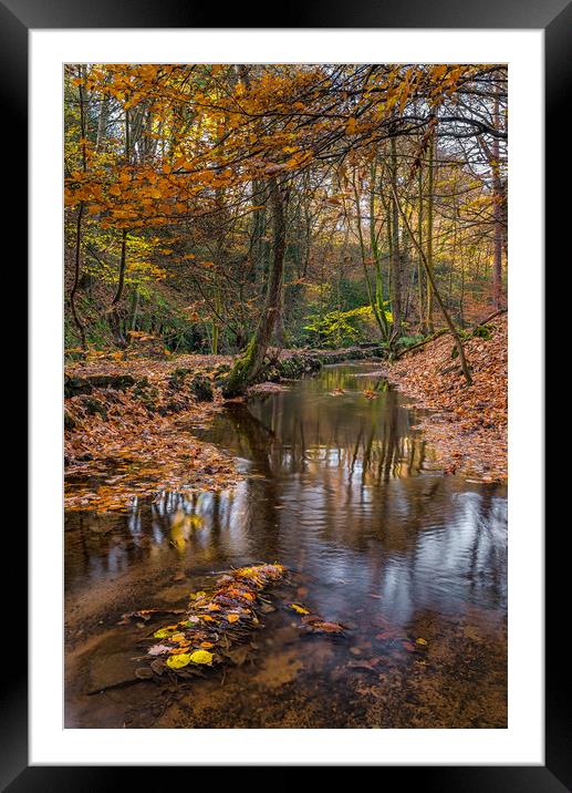 Autumn Leaves in Rivelin Framed Mounted Print by Paul Andrews