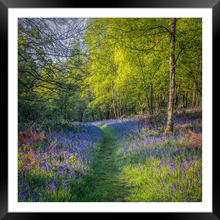 Bluebell Woods Framed Mounted Print by Paul Andrews