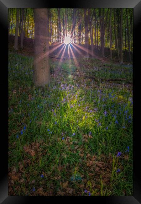 Bluebell Woods Framed Print by Paul Andrews