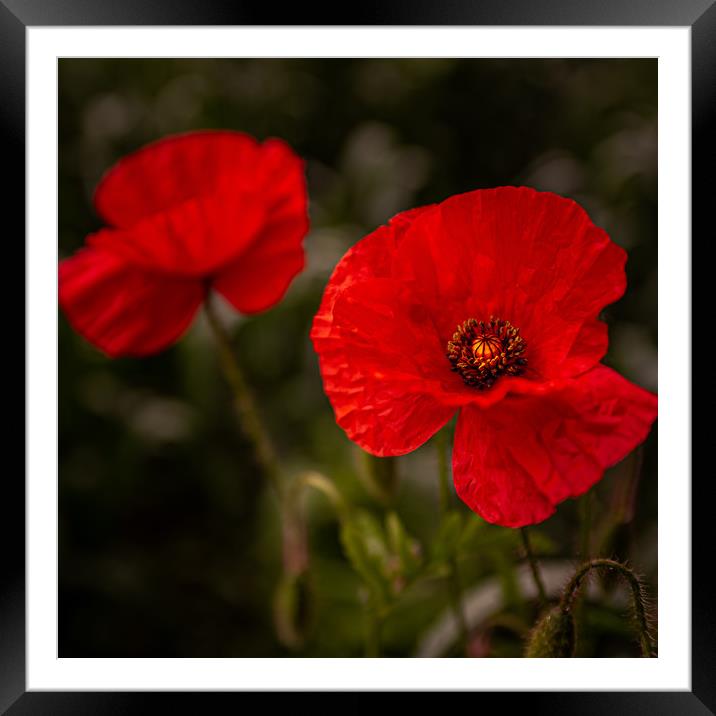 Blood Red Poppy Framed Mounted Print by Paul Andrews