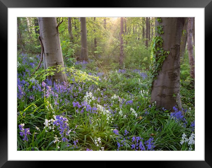 Bluebell Wood Framed Mounted Print by Paul Andrews