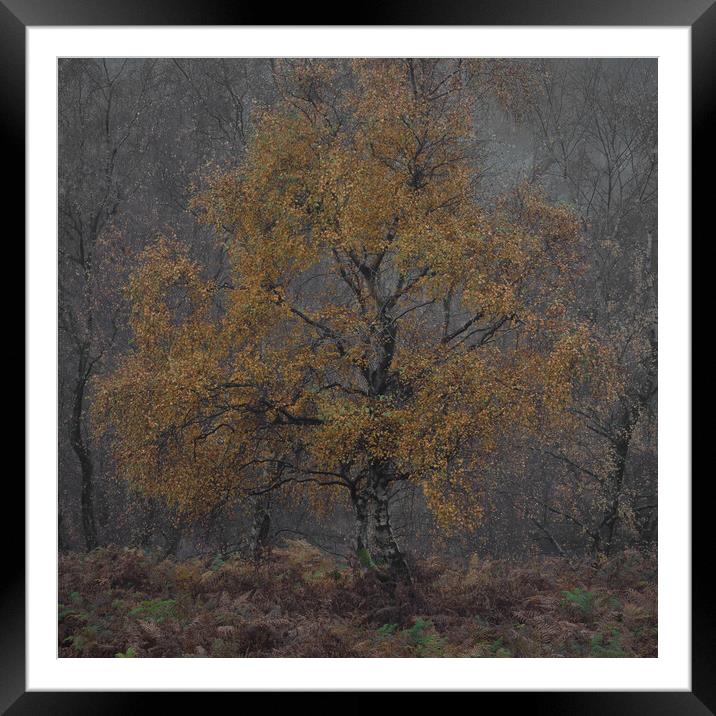 Autumnal Silver Birch Framed Mounted Print by Paul Andrews
