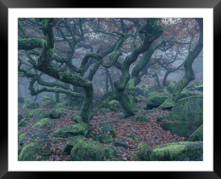 Spooky Oak Trees Framed Mounted Print by Paul Andrews