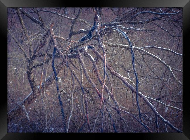 Spider Tree Framed Print by Paul Andrews