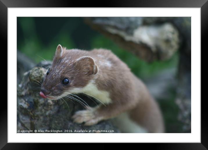 Hungry Stoat is Hungry Framed Mounted Print by Alex Pocklington