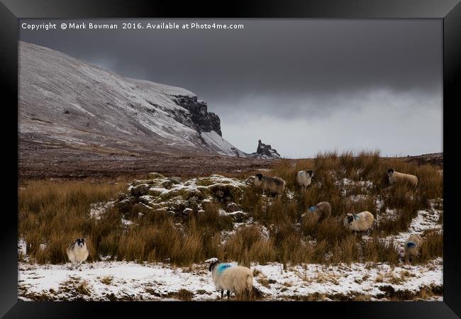 Scottish Blackface sheep, Quiraing.  Framed Print by Mark Bowman