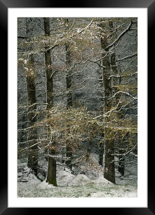 Larch in snow. Framed Mounted Print by Mark Bowman