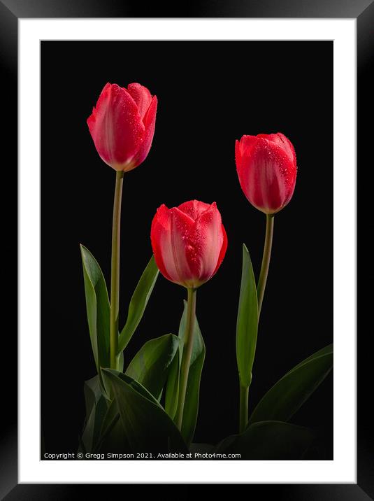 Red Tulips Framed Mounted Print by Gregg Simpson