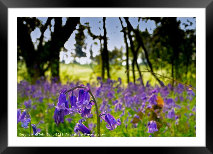 Spring Bluebells Framed Mounted Print by John Gent