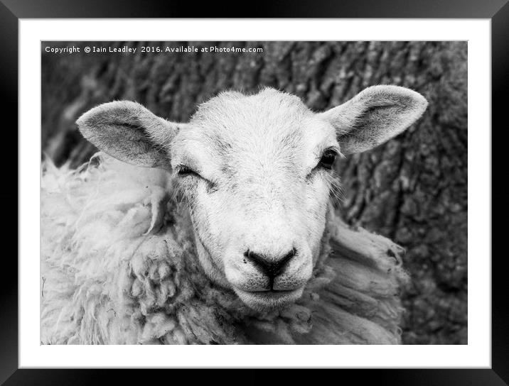 Nosey Sheep Framed Mounted Print by Iain Leadley