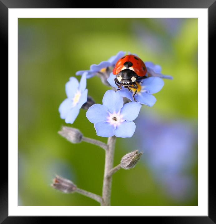 Forget-me-not Ladybird Framed Mounted Print by Iain Leadley