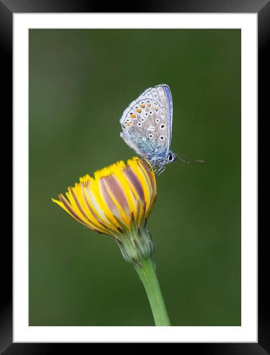 Common Blue on yellow Framed Mounted Print by Iain Leadley