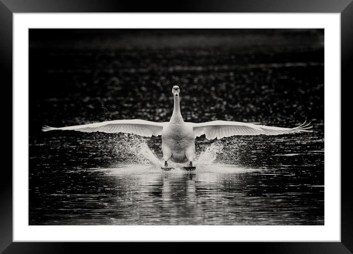 Swan landing Framed Mounted Print by Iain Leadley