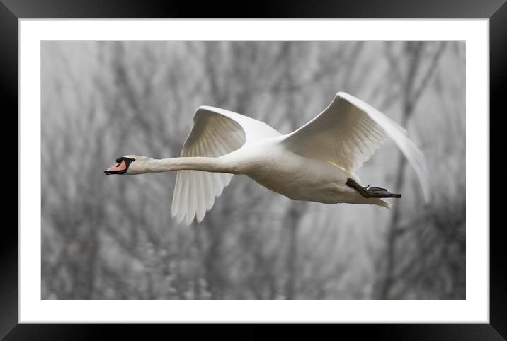 Swan flypast Framed Mounted Print by Iain Leadley