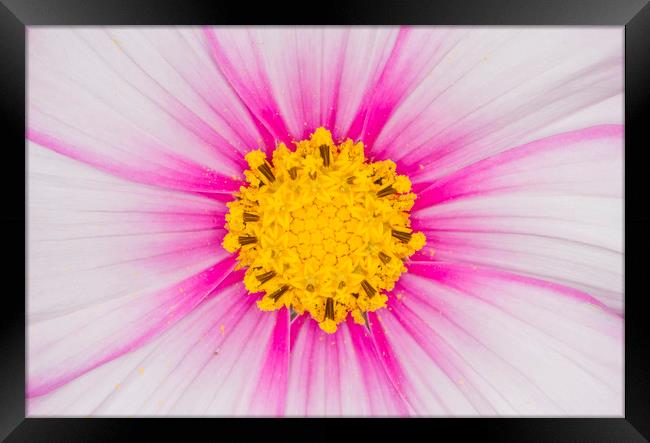 Close up on a cosmos flower Framed Print by Iain Leadley