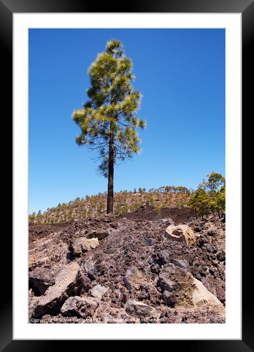 Lone Pine Tree, Tenerife, Spain Framed Mounted Print by Kasia Design