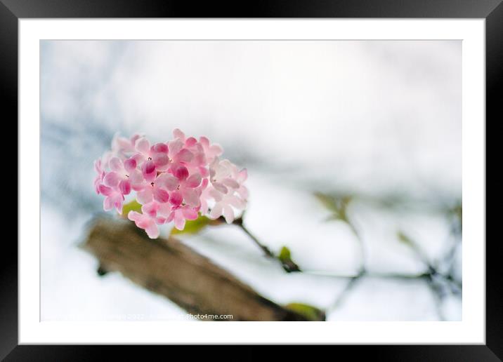 Delicate Winter Blossom Framed Mounted Print by Kasia Design