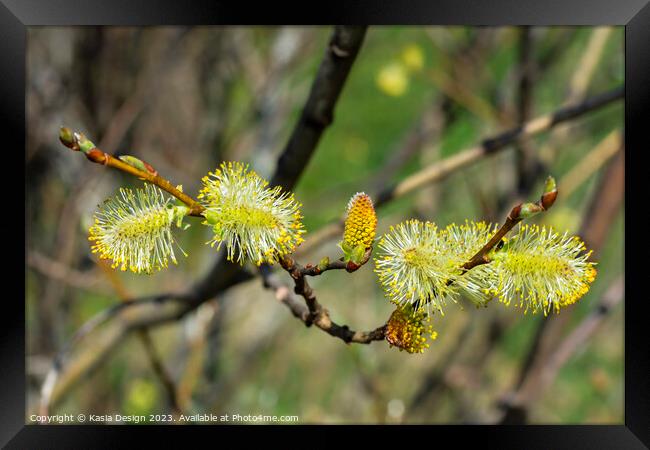 European Pussy Willow Framed Print by Kasia Design