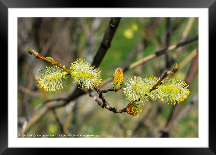 European Pussy Willow Framed Mounted Print by Kasia Design