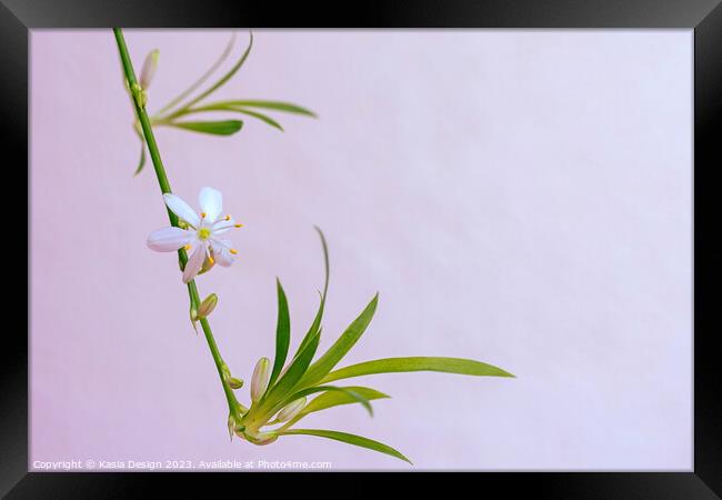 Delicate Flower on a Spider Plant Framed Print by Kasia Design