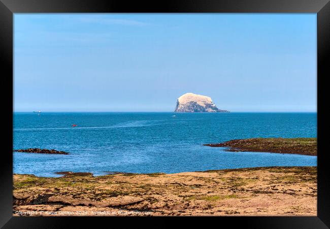 The Bass Rock in all its Magnificence Framed Print by Kasia Design