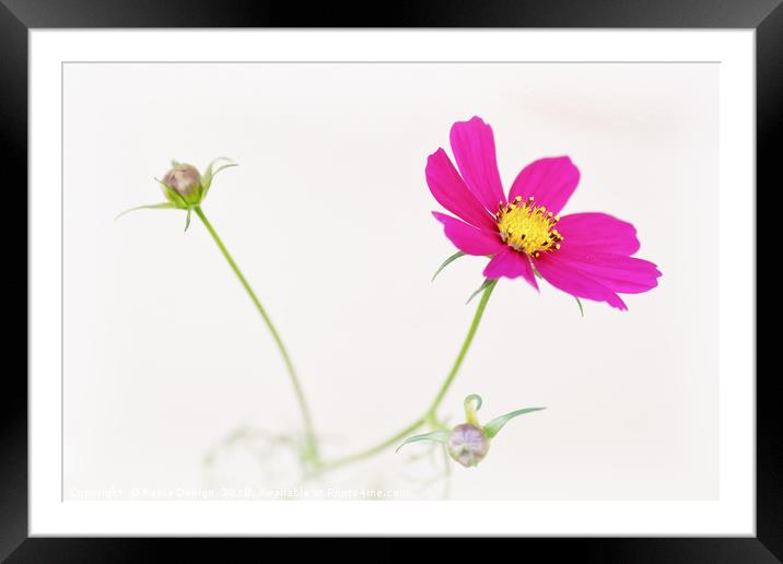 Mexican Aster Framed Mounted Print by Kasia Design