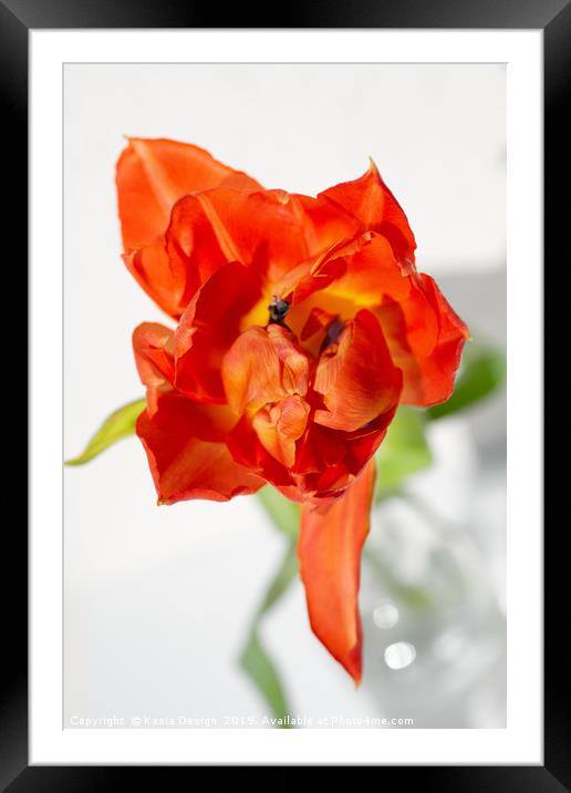 Tulip Dancing Queen Framed Mounted Print by Kasia Design