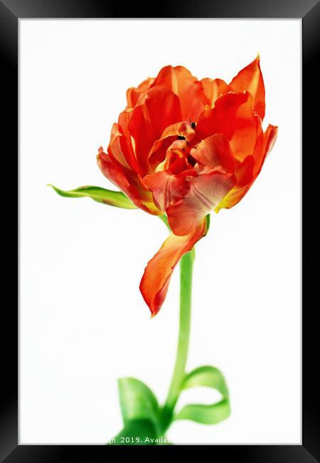 Waltzing Tulip Framed Print by Kasia Design