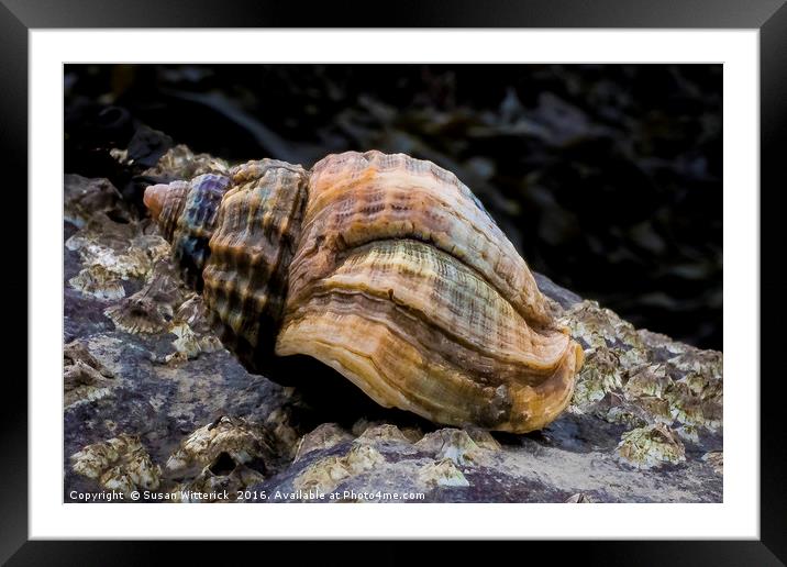 The Whelk Framed Mounted Print by Susan Witterick