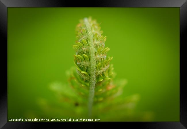 Fern Leaf Framed Print by Rosalind White