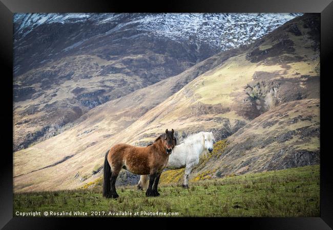 Corran Mountain Horses Framed Print by Rosalind White