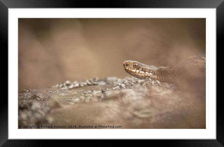 Deathly Adder Framed Mounted Print by Richard Astbury