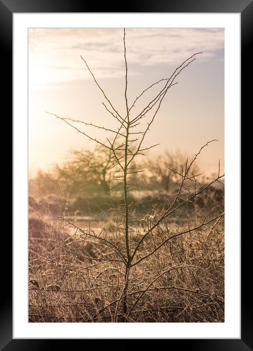 Early Morning Bliss Framed Mounted Print by Jonathan Grady