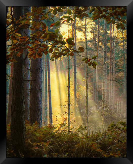 Autumn Gold Framed Print by Clive Ashton