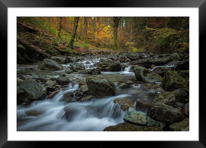 Autumn in Coed Y Brenin Framed Mounted Print by Clive Ashton