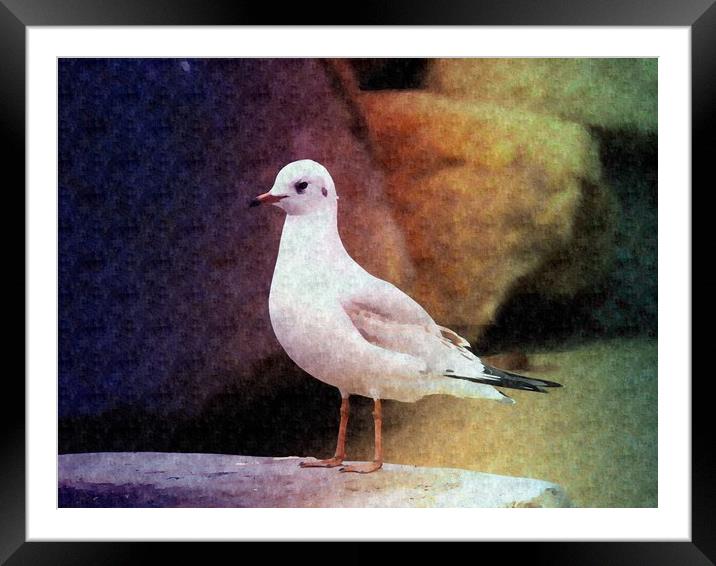 Seagull waiting for fish Framed Mounted Print by Martine Boer - Reid