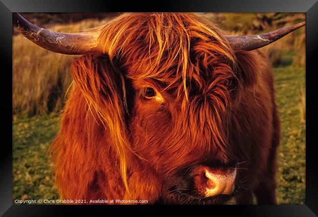 Highland Cattle Calf Framed Print by Chris Drabble
