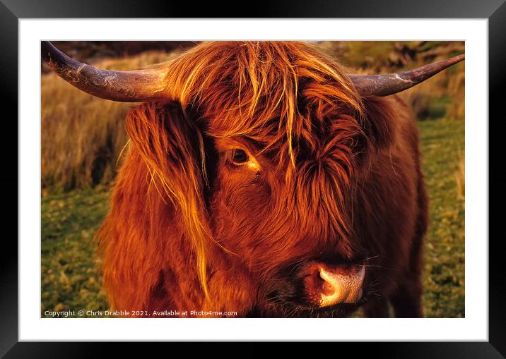 Highland Cattle Calf Framed Mounted Print by Chris Drabble