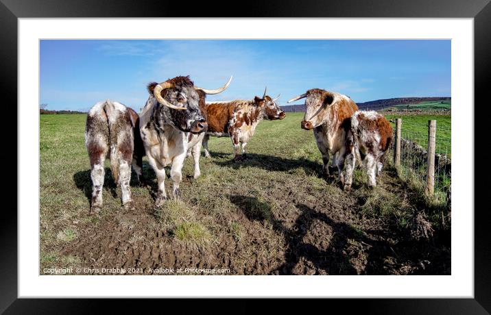 English Longhorn Framed Mounted Print by Chris Drabble