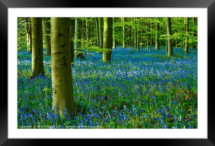 Bluebell Wood Framed Mounted Print by Chris Drabble