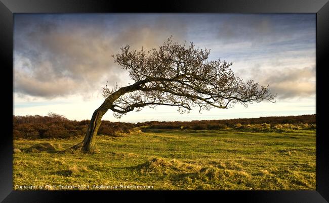 A windswept tree on Stanton Moor Framed Print by Chris Drabble