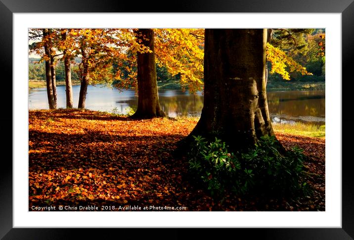 Autumn trees in the River Derwent valley Framed Mounted Print by Chris Drabble