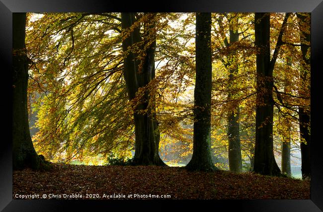 Autumn trees                                Framed Print by Chris Drabble