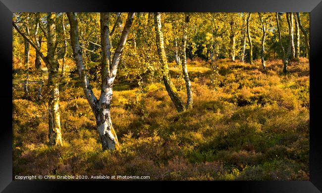 Autumn trees on Stanton Moor Framed Print by Chris Drabble