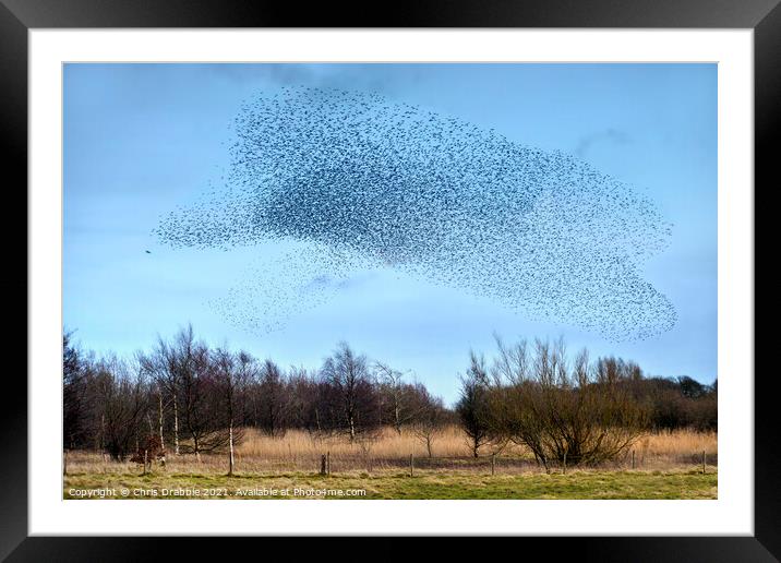 A Starling Murmuration and attendant Sparrowhawk Framed Mounted Print by Chris Drabble