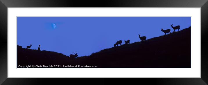 Stag and Hinds at dusk Framed Mounted Print by Chris Drabble