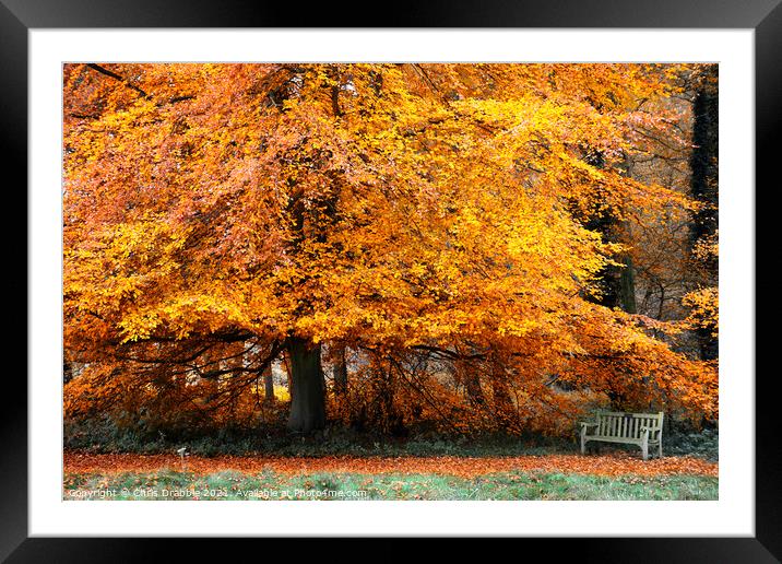 Autumn colours in Roche Abbey grounds Framed Mounted Print by Chris Drabble