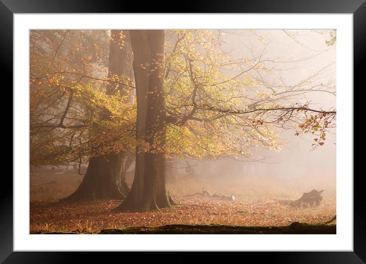Early Morning Mist Framed Mounted Print by Bob Barnes