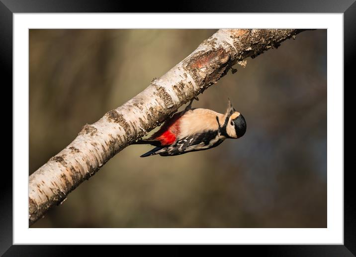 Great Spotted Woodpecker Dendrocopos major Framed Mounted Print by Bob Barnes