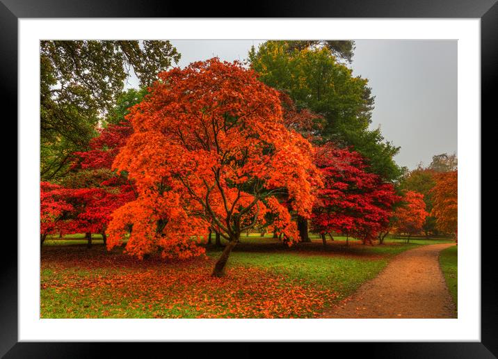 Pathway through Acer's Framed Mounted Print by Bob Barnes